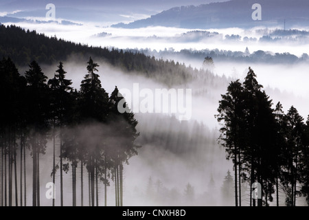 Morgennebel in den Tälern der Arnsberger Wald, Deutschland, Nordrhein-Westfalen, Sauerland, Meschede Stockfoto