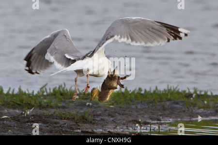 Silbermöwe (Larus Argentatus), fing eine Ente Küken, Norwegen, Troms, Tromsoe Stockfoto