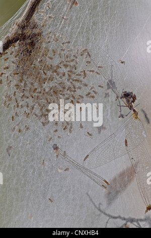 Fen Floß Spinne, große Floß Spinne (Dolomedes Plantarius), mit Jugendlichen und Beute im Web, Deutschland, Sachsen, Oberlausitz Stockfoto