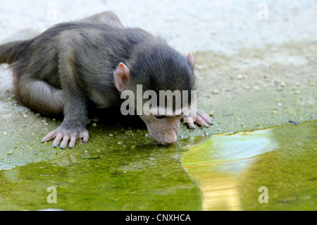 Hamadryas Pavian, Heiligen Pavian (Papio Hamadryas) trinken pup Stockfoto