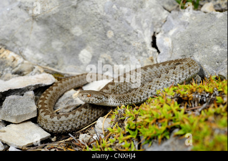 Wiesenotter, Orsini Viper (Vipera Ursinii, Vipera Ursinii Macrops), Juvenile unter Steinen, Montenegro, Durmitor National Park Stockfoto