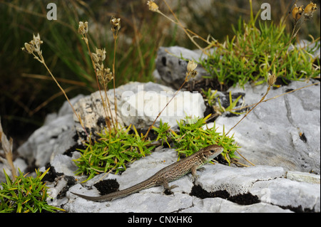 Zauneidechse (Lacerta Agilis, Lacerta Agilis Bosnica), juvenile auf Felsen, Montenegro, Durmitor National Park Stockfoto