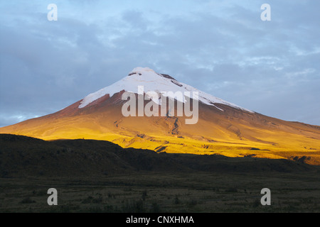 Cotopaxi Vulkan im Abendlicht, Anden, Ecuador Cotopaxi Nationalpark Stockfoto