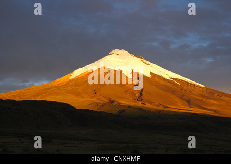 Cotopaxi Vulkan im Abendlicht, Anden, Ecuador Cotopaxi Nationalpark Stockfoto