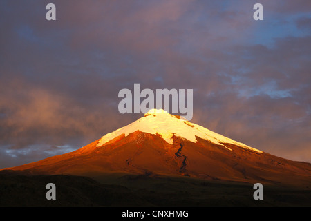 Cotopaxi Vulkan im Abendlicht, Anden, Ecuador Cotopaxi Nationalpark Stockfoto