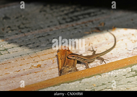 gemeinsame Wand-Eidechse (Lacerta Muralis, Podarcis Muralis), juvenile nehmen ein Sonnenbad auf einem Holzbrett, Montenegro, Insel Ada Stockfoto