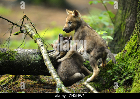 Europäische graue Wolf (Canis Lupus Lupus), wolf zwei Jungtiere Toben im Wald, Deutschland, Bayern, Nationalpark Bayerischer Wald Stockfoto