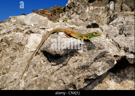 Balkan grüne Eidechse, Balkan Smaragd Eidechse (Lacerta Trilineata), auf Felsen, Montenegro, See Skutari liegend Stockfoto