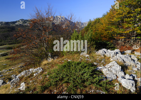 Karst-Landschaft, Montenegro, Durmitor Nationalpark Stockfoto