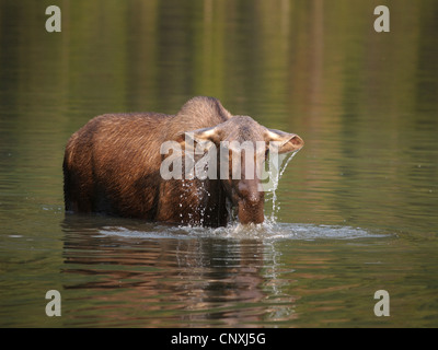 Kanadischer Elch, nordwestlichen Elch, westlichen Elch (Alces Alces Andersoni, Alces Andersoni), weiblich in Lake, Kanada, Waterton Lakes Nationalpark Stockfoto