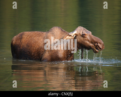 Kanadischer Elch, nordwestlichen Elch, westlichen Elch (Alces Alces Andersoni, Alces Andersoni), weiblich in Lake, Kanada, Waterton Lakes Nationalpark Stockfoto