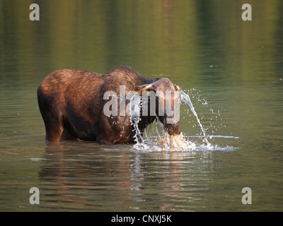 Kanadischer Elch, nordwestlichen Elch, westlichen Elch (Alces Alces Andersoni, Alces Andersoni), weiblich in Lake, Kanada, Waterton Lakes Nationalpark Stockfoto