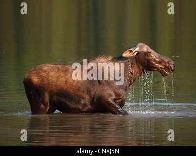 Kanadischer Elch, nordwestlichen Elch, westlichen Elch (Alces Alces Andersoni, Alces Andersoni), weiblich in Lake, Kanada, Waterton Lakes Nationalpark Stockfoto