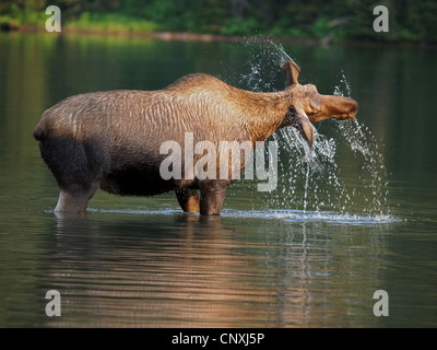 Kanadischer Elch, nordwestlichen Elch, westlichen Elch (Alces Alces Andersoni, Alces Andersoni), weiblich in Lake, Kanada, Waterton Lakes Nationalpark Stockfoto