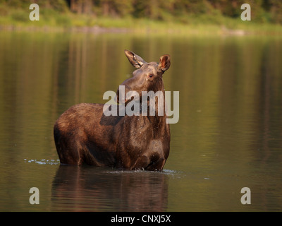 Kanadischer Elch, nordwestlichen Elch, westlichen Elch (Alces Alces Andersoni, Alces Andersoni), weiblich in Lake, Kanada, Waterton Lakes Nationalpark Stockfoto