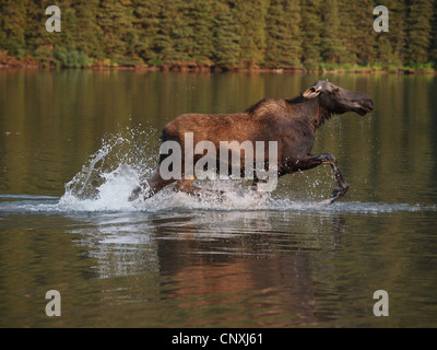 Kanadischer Elch, nordwestlichen Elch, westlichen Elch (Alces Alces Andersoni, Alces Andersoni), weiblich in Lake, Kanada, Waterton Lakes Nationalpark Stockfoto