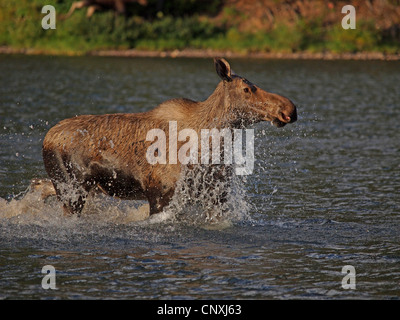 Kanadischer Elch, nordwestlichen Elch, westlichen Elch (Alces Alces Andersoni, Alces Andersoni), Weiblich, zu Fuß in einer Lake, Kanada, Waterton Lakes National Park Stockfoto