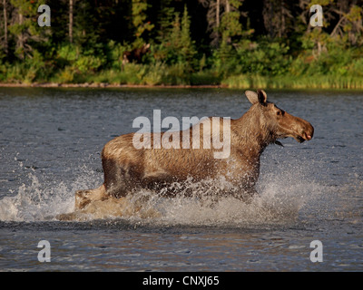 Kanadischer Elch, nordwestlichen Elch, westlichen Elch (Alces Alces Andersoni, Alces Andersoni), Weiblich, zu Fuß in einer Lake, Kanada, Waterton Lakes National Park Stockfoto