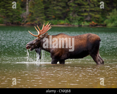 Kanadischer Elch, nordwestlichen Elch, westlichen Elch (Alces Alces Andersoni, Alces Andersoni), Männchen in einer Lake, Kanada, Waterton Lakes National Park Stockfoto