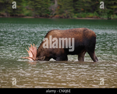 Kanadischer Elch, nordwestlichen Elch, westlichen Elch (Alces Alces Andersoni, Alces Andersoni), Männchen in einer Lake, Kanada, Waterton Lakes National Park Stockfoto