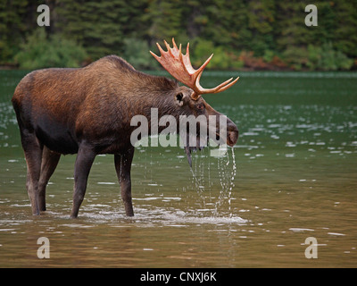 Kanadischer Elch, nordwestlichen Elch, westlichen Elch (Alces Alces Andersoni, Alces Andersoni), Männchen in einer Lake, Kanada, Waterton Lakes National Park Stockfoto