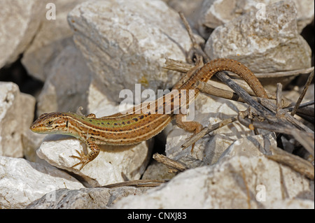 Dalmatinischen Mauereidechse (Podarcis Melisellensis), sitzt auf Steinen, Montenegro, See Skutari Stockfoto