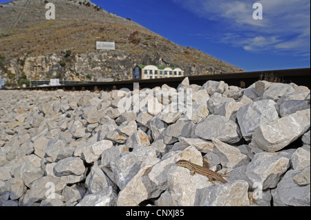 Dalmatinischen Mauereidechse (Podarcis Melisellensis), sitzen auf den Felsen, die Konsolidierung einer Schiene verfolgen, Montenegro, Skutari See Stockfoto