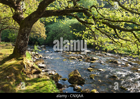 Frühling Laub an den Ufern des Badgworthy Wassers in die Doone Valley, Exmoor, Somerset, England. Frühjahr (Mai) 2011. Stockfoto