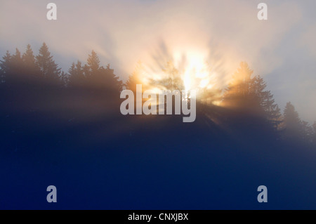 Sonnenaufgang über dem Fichtenwald in einem nebligen Morgen, Deutschland Stockfoto