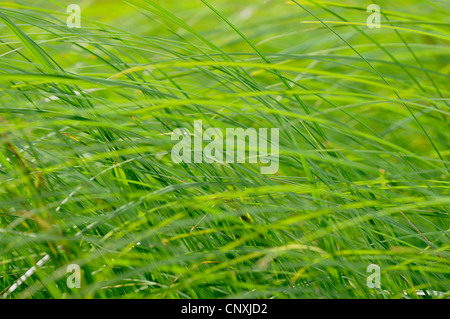 Seggen im Wind, Deutschland Stockfoto