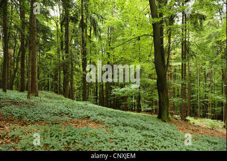 Hund des Merkur (Mercurialis Perennis), in einem Mischwald, Deutschland, Bayern, Oberpfalz Stockfoto