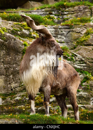 Markhor (Capra Falconeri), stehen in einem Rasen gewachsen Felswand Stockfoto