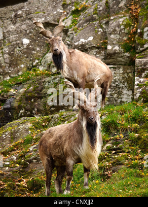 Markhor (Capra Falconeri), zwei Tiere stehen in einem Rasen gewachsen Felswand Stockfoto