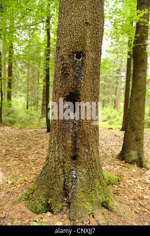 Gemeine Fichte (Picea Abies), der Specht Löcher in einen Kofferraum, Deutschland, Bayern Stockfoto