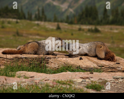 hoary Murmeltier (Marmota Caligata), zwei Tiere in der Prärie auf Felsen spielerisch kämpfen, USA, Montana, Glacier Natioanl Park Stockfoto