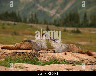 hoary Murmeltier (Marmota Caligata), zwei Tiere in der Prärie auf Felsen spielerisch kämpfen, USA, Montana, Glacier Natioanl Park Stockfoto