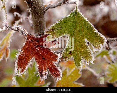 gemeinsamen Weißdorn, Singleseed Weißdorn, englische Weißdorn (Crataegus Monogyna), Weißdorn Blätter mit Raureif, Deutschland Stockfoto