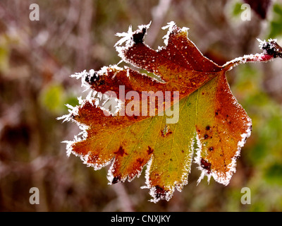 gemeinsamen Weißdorn, Singleseed Weißdorn, englische Weißdorn (Crataegus Monogyna), Weißdorn Blatt mit Raureif, Deutschland Stockfoto