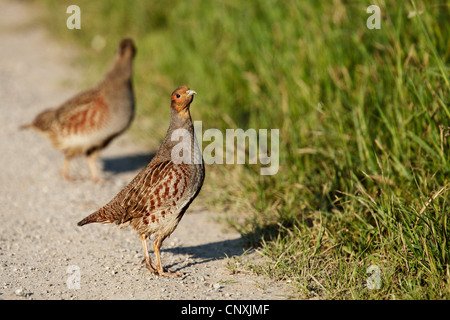 graues Rebhuhn (Perdix Perdix), zwei Tiere, stehend auf Rasen gewachsen Strecke, Österreich, Burgenland Stockfoto