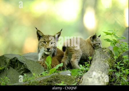 Eurasischer Luchs (Lynx Lynx), Mutter sitzt in einem Wald zwischen bemoosten Steinen mit einem Kätzchen, Deutschland Stockfoto