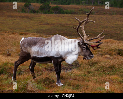 Europäische Rentier, europäische Karibu (Rangifer Tarandus Tarandus), Männlich, zu Fuß über Heath, Großbritannien, Schottland, Cairngorm National Park Stockfoto