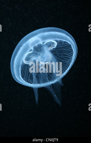 Mond-Quallen (Aurelia Golden) im Berliner Aquarium, Deutschland. Stockfoto