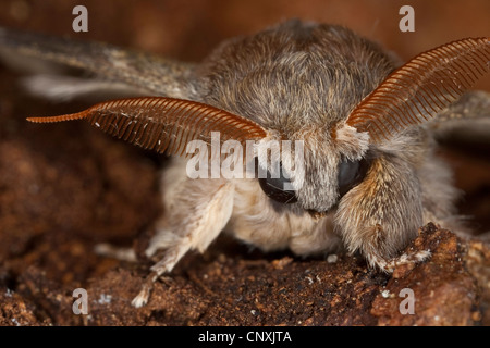 Hummer-Motte (Stauropus Fagi), sitzen auf Holz, Deutschland Stockfoto