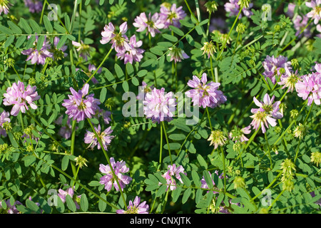 Crown Vetch, nachgestellte Crownvetch, Krone-Futterwicke (Securigera Varia, Coronilla Varia), blühen, Deutschland Stockfoto