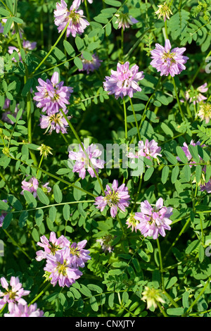 Crown Vetch, nachgestellte Crownvetch, Krone-Futterwicke (Securigera Varia, Coronilla Varia), blühen, Deutschland Stockfoto