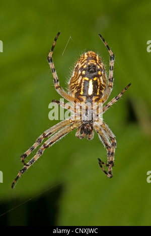 Oakleaf Orbweaver (Araneus Ceropegius, Aculepeira Ceropegia), Unserside, Deutschland Stockfoto