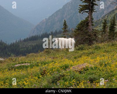 Bergziege (Oreamnos Americanus), stehend in einem Berg Wiese, USA, Montana, Glacier Natioanl Park Stockfoto