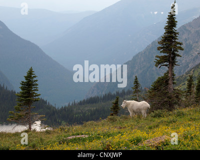 Bergziege (Oreamnos Americanus), stehend in einem Berg Wiese, USA, Montana, Glacier Natioanl Park Stockfoto