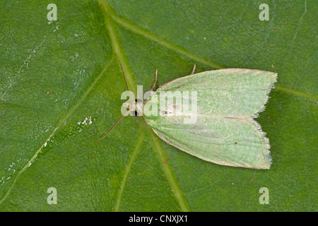 Erbse-grünen Eiche Curl, grüne Eiche Tortrix, Eiche Leafroller, grüne Eiche Walze, Eiche Tortrix (Tortrix Viridana), sitzt auf einem Blatt, Deutschland Stockfoto