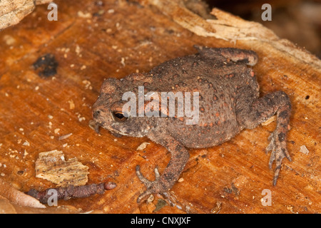 Europäischen gemeinsamen Kröte (Bufo Bufo), sitzen auf Holz, Deutschland Stockfoto